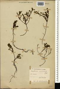 Empetrum nigrum subsp. caucasicum (Juz.) Kuvaev, Caucasus (no precise locality) (K0)