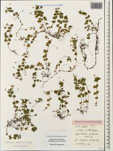 Veronica filiformis Sm., Caucasus, Stavropol Krai, Karachay-Cherkessia & Kabardino-Balkaria (K1b) (Russia)