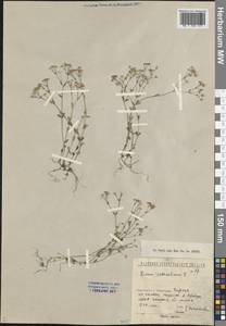 Linum catharticum L., Eastern Europe, North-Western region (E2) (Russia)