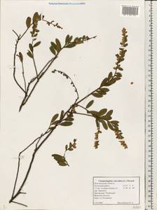 Chamaedaphne calyculata (L.) Moench, Eastern Europe, North-Western region (E2) (Russia)