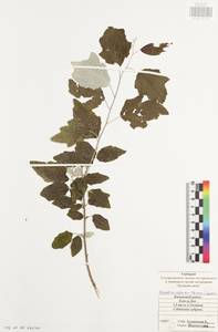 Populus alba L., Eastern Europe, Central region (E4) (Russia)