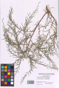 Artemisia caerulescens subsp. caerulescens, Eastern Europe, Lower Volga region (E9) (Russia)