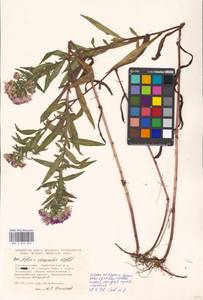 Symphyotrichum ×versicolor (Willd.) G. L. Nesom, Eastern Europe, Moscow region (E4a) (Russia)