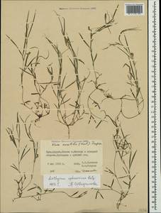 Lathyrus sphaericus Retz., Crimea (KRYM) (Russia)