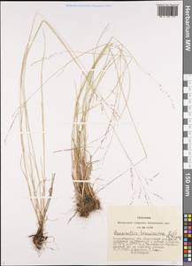 Puccinellia tenuissima (Litv. ex V.I.Krecz.) Pavlov, Siberia, Western Siberia (S1) (Russia)