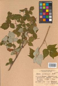 Rubus idaeus subsp. melanolasius Focke, Siberia, Russian Far East (S6) (Russia)