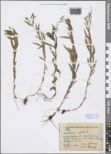 Epilobium palustre L., Eastern Europe, Lower Volga region (E9) (Russia)