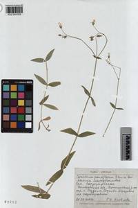 KUZ 004 525, Cerastium pauciflorum Stev. ex Ser., Siberia, Altai & Sayany Mountains (S2) (Russia)