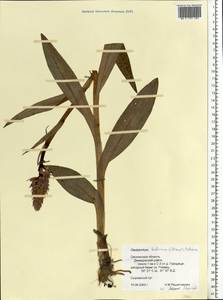 Dactylorhiza majalis subsp. baltica (Klinge) H.Sund., Eastern Europe, Western region (E3) (Russia)