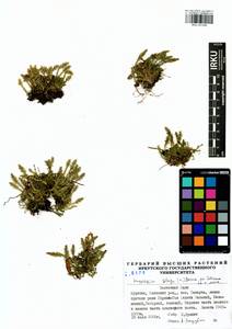 Selaginoides spinulosa (A. Braun ex Döll) Li Bing Zhang & X. M. Zhou, Siberia, Baikal & Transbaikal region (S4) (Russia)