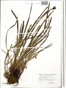 Carex caucasica Steven, Caucasus, Stavropol Krai, Karachay-Cherkessia & Kabardino-Balkaria (K1b) (Russia)