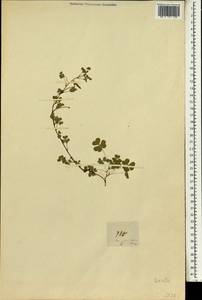 Oxalis, South Asia, South Asia (Asia outside ex-Soviet states and Mongolia) (ASIA) (Philippines)