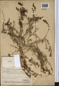 Suaeda salsa (L.) Pall., Middle Asia, Muyunkumy, Balkhash & Betpak-Dala (M9) (Kazakhstan)