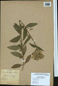 Saponaria officinalis L., Eastern Europe, Central region (E4) (Russia)