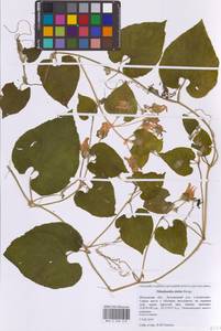 Thladiantha dubia Bunge, Eastern Europe, Moscow region (E4a) (Russia)