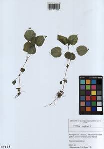 Circaea alpina L., Siberia, Altai & Sayany Mountains (S2) (Russia)