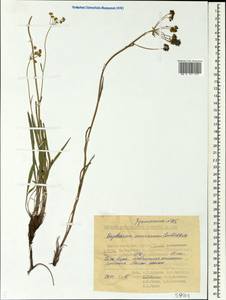 Bupleurum americanum J. M. Coult. & Rose, Siberia, Yakutia (S5) (Russia)