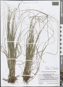 Carex canescens L., Eastern Europe, Northern region (E1) (Russia)
