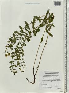 Hypericum maculatum, Eastern Europe, North-Western region (E2) (Russia)