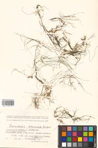 Zannichellia palustris subsp. pedicellata (Rosén & Wahlenb.) Hook.f., Eastern Europe, Lower Volga region (E9) (Russia)