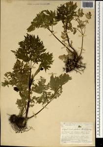 Selinum alatum (M. Bieb.) Hand, South Asia, South Asia (Asia outside ex-Soviet states and Mongolia) (ASIA) (Turkey)