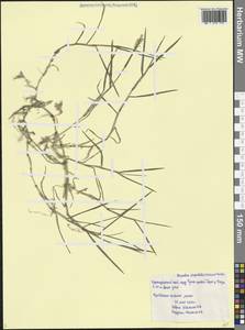 Paspalum distichum L., Caucasus, Black Sea Shore (from Novorossiysk to Adler) (K3) (Russia)