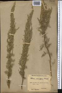 Artemisia abrotanum L., Middle Asia, Northern & Central Kazakhstan (M10) (Kazakhstan)
