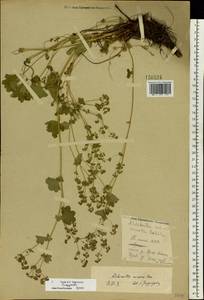 Alchemilla glabricaulis H. Lindb., Eastern Europe, Middle Volga region (E8) (Russia)