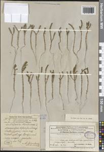 Salicornia europaea (Moss) Lambinon & Vanderp., Middle Asia, Syr-Darian deserts & Kyzylkum (M7) (Kazakhstan)