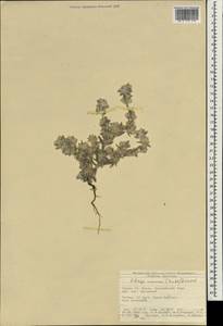 Logfia minima (Sm.) Dumort., South Asia, South Asia (Asia outside ex-Soviet states and Mongolia) (ASIA) (Turkey)
