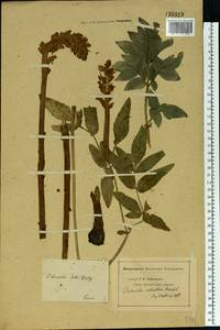 Orobanche alsatica subsp. libanotidis (Ruprecht) Pusch, Eastern Europe, Eastern region (E10) (Russia)