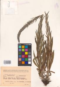 MHA 0 153 855, Pontechium maculatum (L.) Böhle & Hilger, Eastern Europe, Lower Volga region (E9) (Russia)