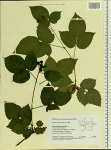 Rubus nessensis Hall, Eastern Europe, Central region (E4) (Russia)