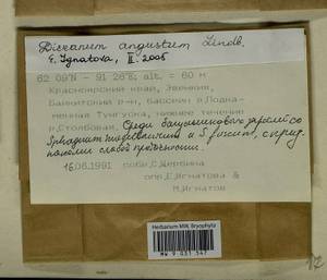 Dicranum angustum Lindb., Bryophytes, Bryophytes - Krasnoyarsk Krai, Tyva & Khakassia (B17) (Russia)
