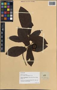 Neonauclea bartlingii var. cumingiana (Vidal) Ridsdale, South Asia, South Asia (Asia outside ex-Soviet states and Mongolia) (ASIA) (Philippines)