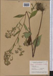 Symphyotrichum ciliolatum (Lindl.) Á. Löve & D. Löve, America (AMER) (Canada)