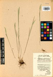 Phleum phleoides (L.) H.Karst., Siberia, Baikal & Transbaikal region (S4) (Russia)