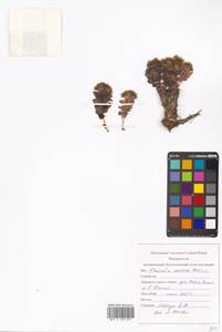 Rhodiola rosea L., Eastern Europe, Northern region (E1) (Russia)