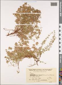 Thymus, Siberia, Baikal & Transbaikal region (S4) (Russia)