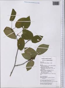 Amelanchier arborea (Michx.) Fernald, America (AMER) (United States)