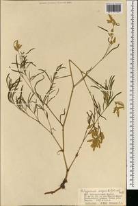 Persicaria angustifolia (Pall.) Ronse Decr., Mongolia (MONG) (Mongolia)