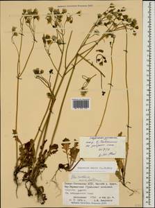Crepis sancta subsp. sancta, Caucasus, North Ossetia, Ingushetia & Chechnya (K1c) (Russia)