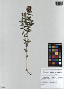 KUZ 018 149, Hypericum elegans Steph. ex Willd., Siberia, Altai & Sayany Mountains (S2) (Russia)