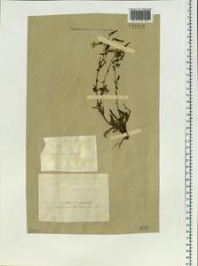 Campanula sibirica L., Siberia, Altai & Sayany Mountains (S2) (Russia)