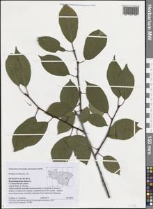 Prunus avium (L.) L., Eastern Europe, Central region (E4) (Russia)