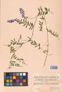 Vicia cracca L., Eastern Europe, North-Western region (E2) (Russia)