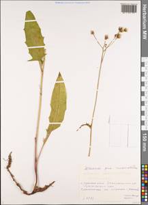 Hieracium korshinskyi Zahn, Siberia, Altai & Sayany Mountains (S2) (Russia)