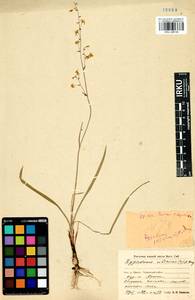 Anticlea sibirica (L.) Kunth, Siberia, Baikal & Transbaikal region (S4) (Russia)