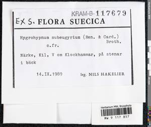 Pseudohygrohypnum subeugyrium (Renauld & Cardot) Ignatov & Ignatova, Bryophytes, Bryophytes - Western Europe (BEu) (Sweden)