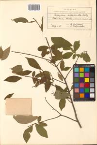 Euonymus alatus (Thunb.) Siebold, Siberia, Russian Far East (S6) (Russia)